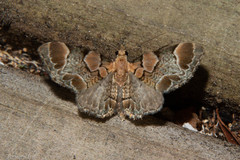 Chloroclystis lichenodes