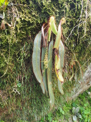 Image of Elaphoglossum costaricense