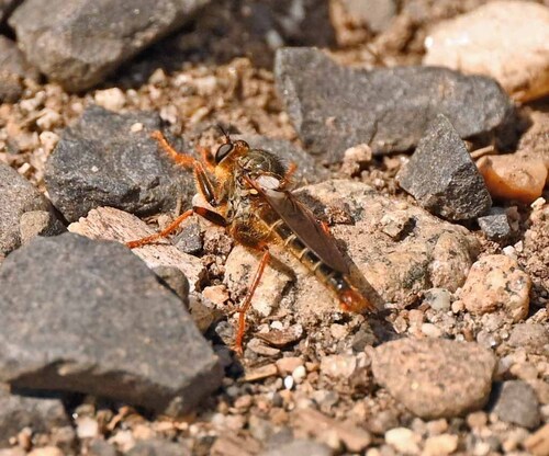 Unknown species found near McCall, ID 83638, USA