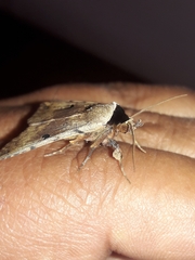 Goniocarsia