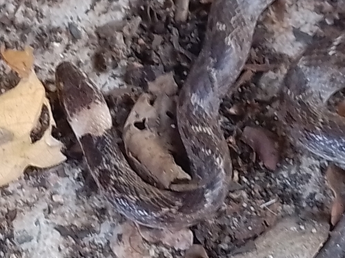 Sinaloan Nightsnake