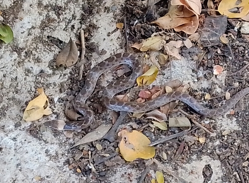 Sinaloan Nightsnake