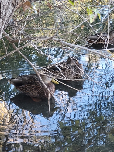 Mexican Duck (Anas diazi), photo 4