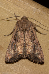 Ichneutica morosa