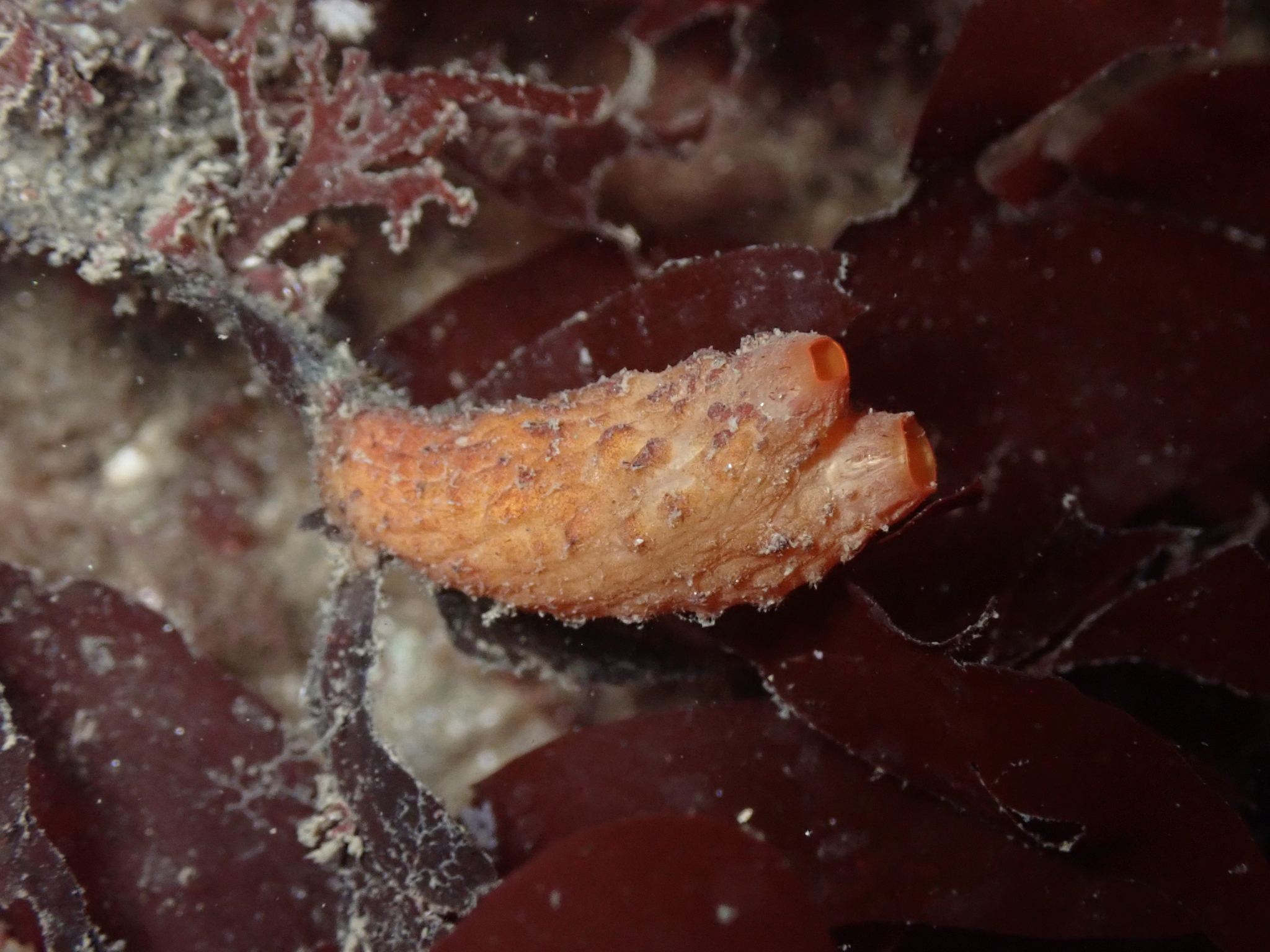 Styela gibbsii Stimpson, 1864