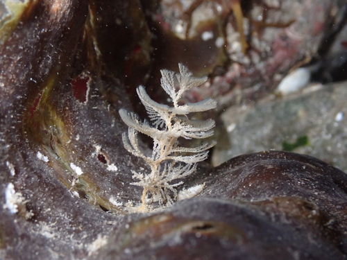 Crisularia pacifica observed 2026-01-05