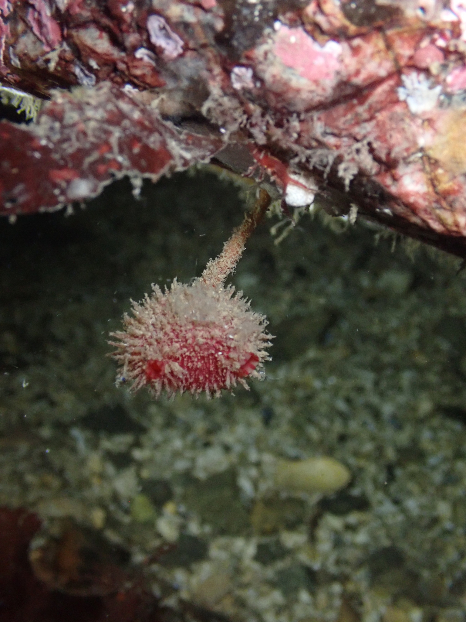 Boltenia villosa (Stimpson, 1864)