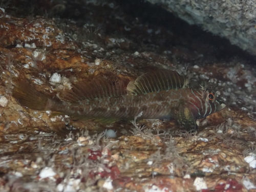 Langvin-donderpad (Jordania zonope) — Cottidae — 3