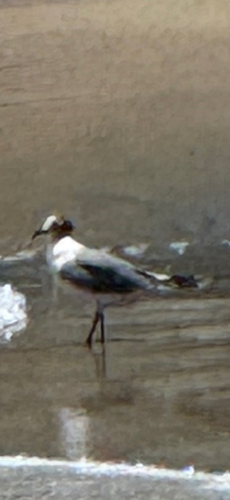Franklin's Gull (Leucophaeus pipixcan), photo 4