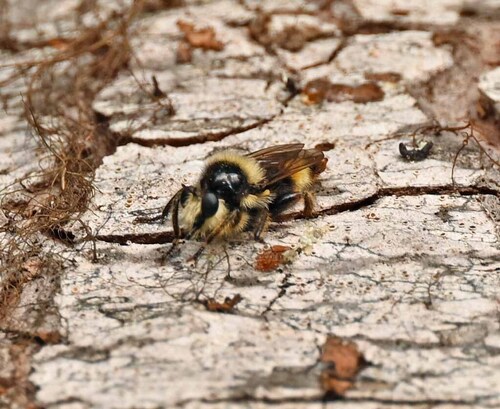 Unknown species found near Valley County, ID, USA