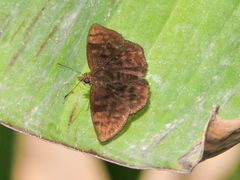 Pellicia dimidiata dimidiata