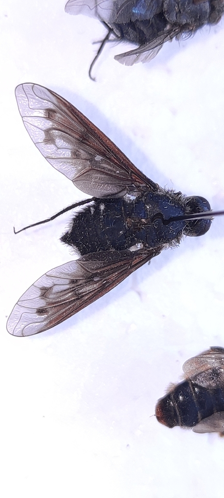 Anthrax chionostigma