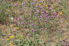 Castilleja exserta exserta