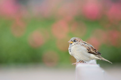 Passer domesticus