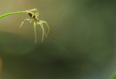 Philodromus albidus