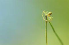 Philodromus albidus