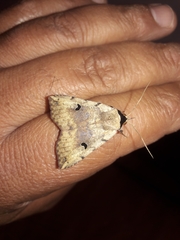 Goniocarsia