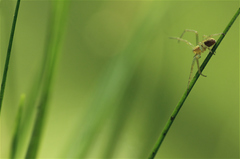 Philodromus albidus