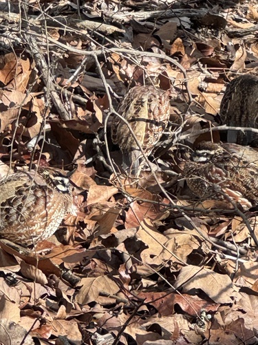 Northern Bobwhite observed by goodearthlearningcenter