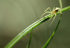 Philodromus albidus