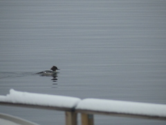 Mergus merganser