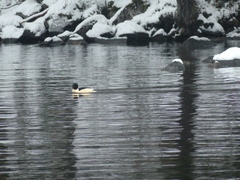 Mergus merganser