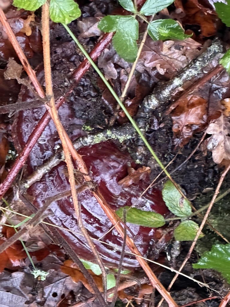 Ganoderma resinaceum