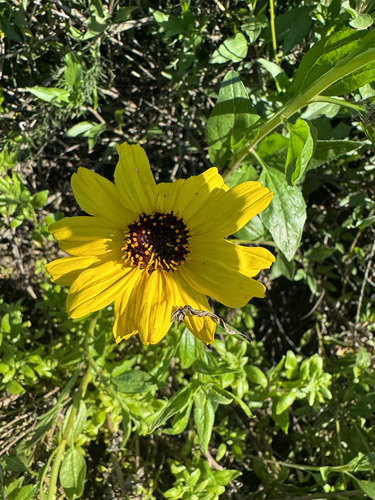 iNaturalist observation photo of California brittlebush