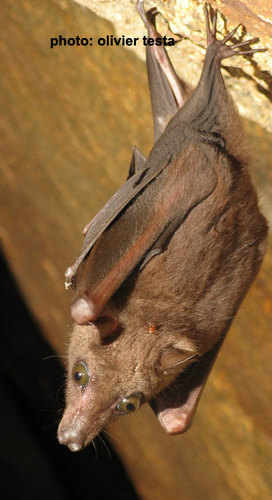 Angolan Soft-furred Fruit Bat