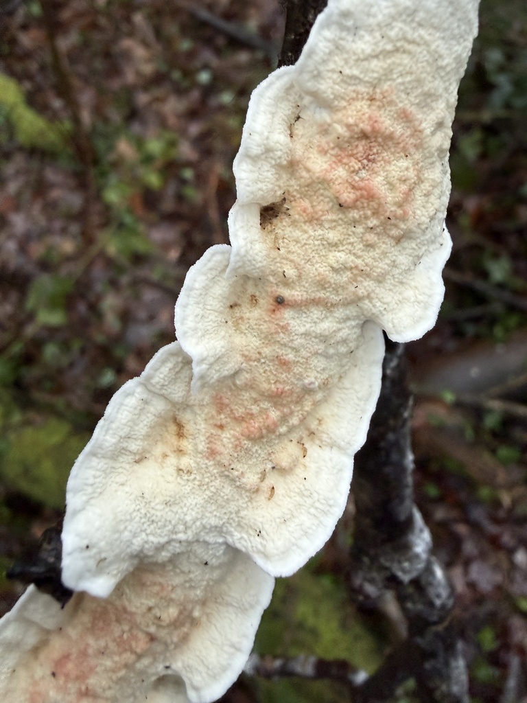 Byssomerulius corium · January 2026 · photo: © cjoynson (iNaturalist, cc0)