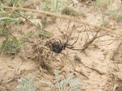 Latrodectus tredecimguttatus