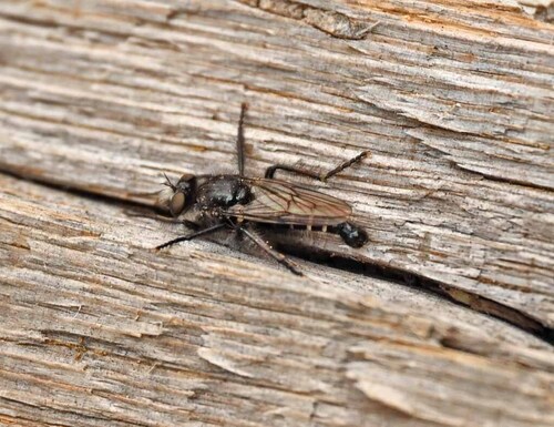 Unknown species found near Valley County, ID, USA