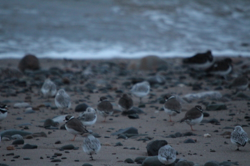 Common Ringed Plover (Charadrius hiaticula), photo 6