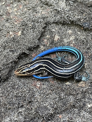 Broad-headed Skink observed by garrisone23