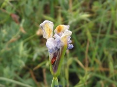 Iris xiphium