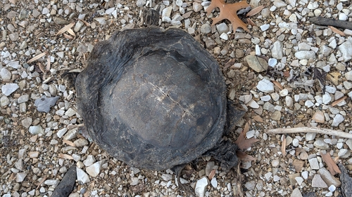 Spiny Softshell observed by qualitypotates