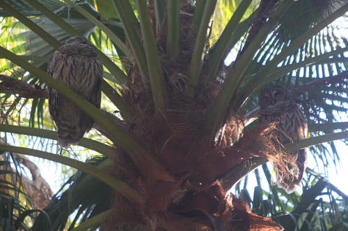 View observation of {o.common_name} on iNaturalist