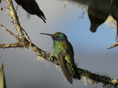 Colibri