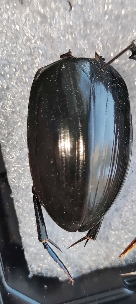 Hydrophilus aterrimus