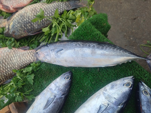 Bullet tuna (Auxis rochei) — Scombridae