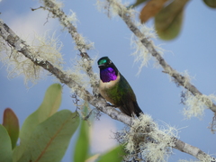 Heliangelus amethysticollis