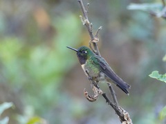 Heliangelus amethysticollis