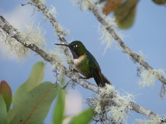 Heliangelus amethysticollis