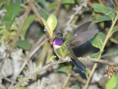 Heliangelus amethysticollis