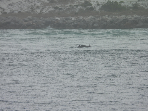 Bottlenose Dolphin