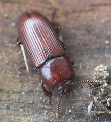 Uloma culinaris
