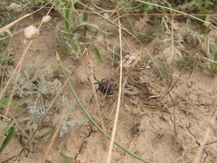Latrodectus tredecimguttatus