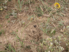 Latrodectus tredecimguttatus