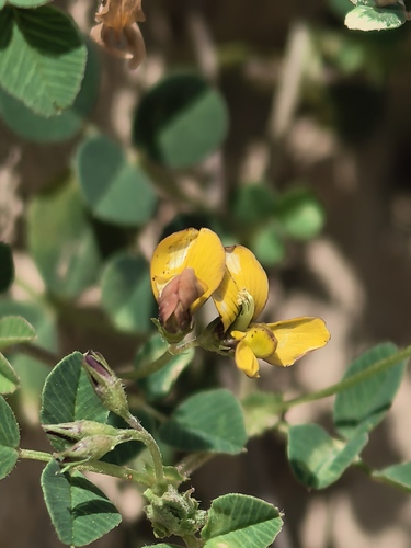 Medicago archiducis-nicolai