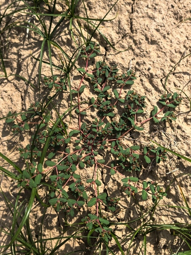 Euphorbia humifusa
